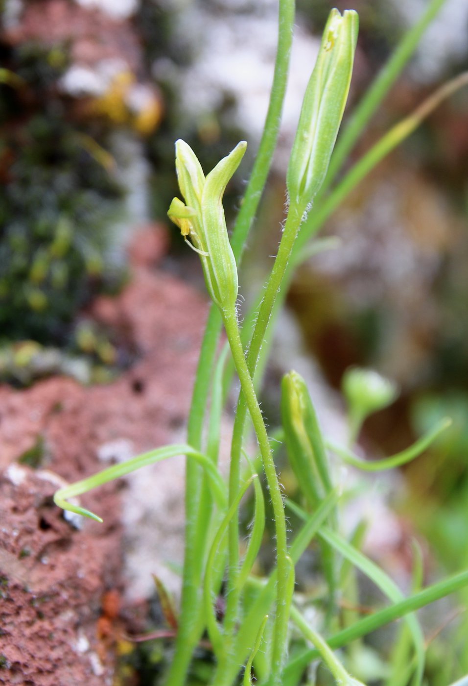 Image of Gagea chlorantha specimen.