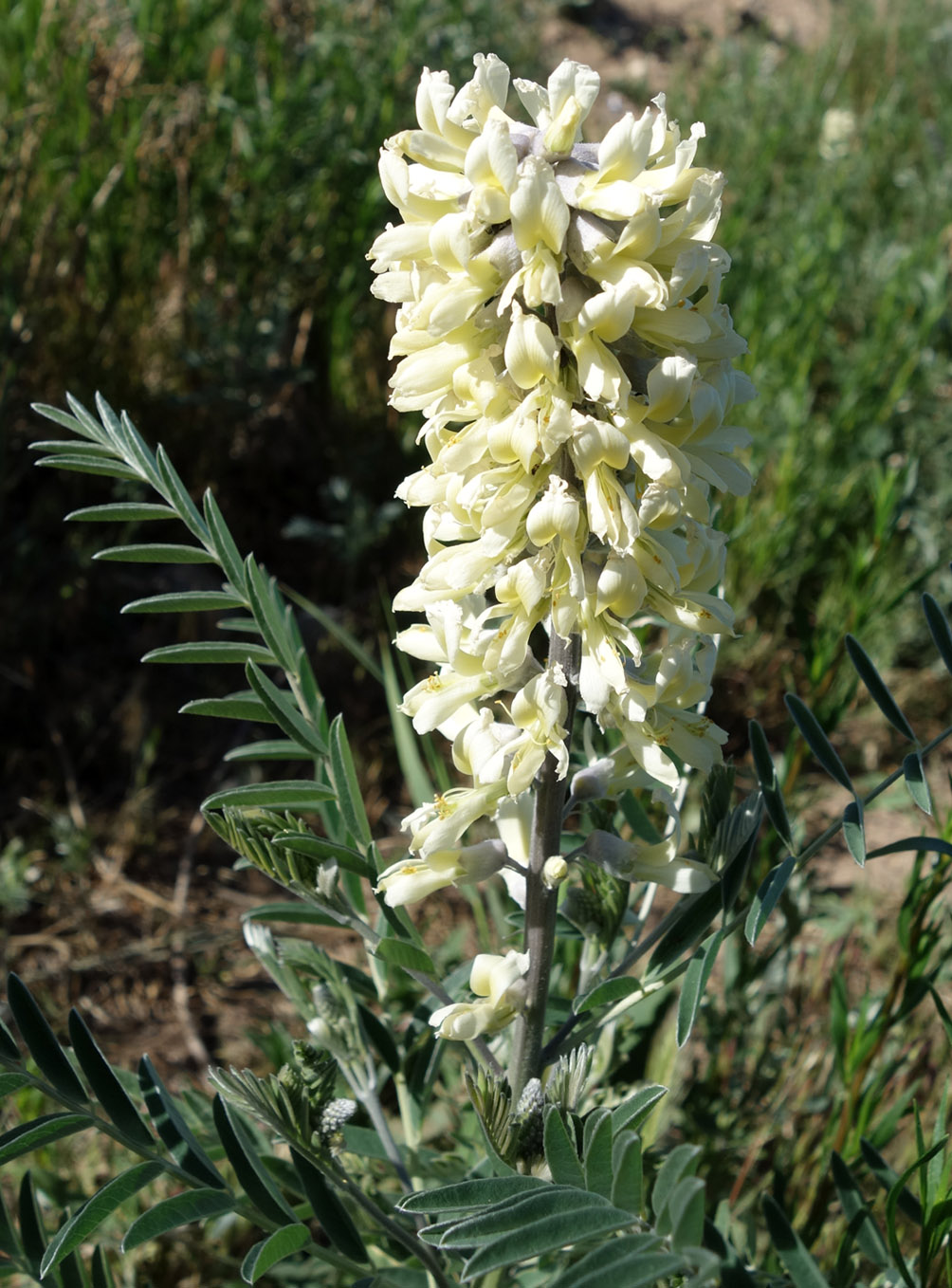 Image of Pseudosophora alopecuroides specimen.