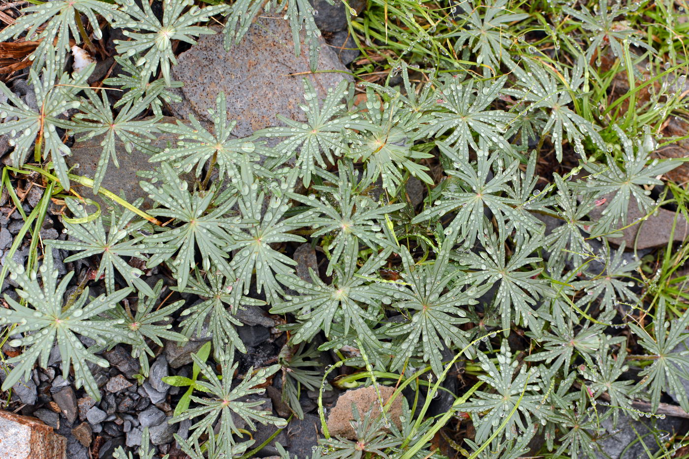 Image of Geranium transversale specimen.