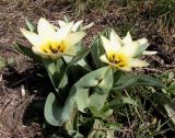 genus Tulipa. Цветущие растения. Украина, г. Запорожье, в культуре. 26.03.2020.