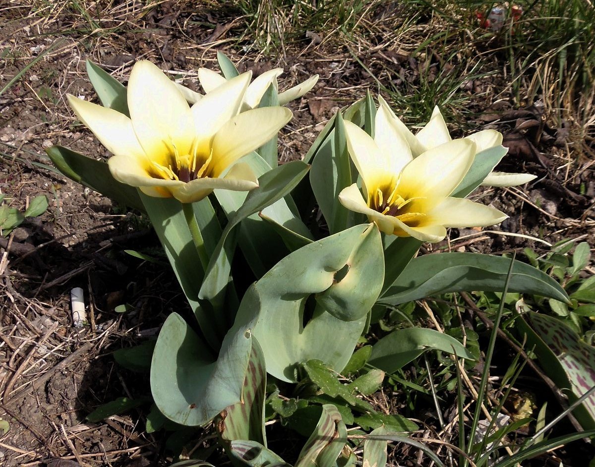 Изображение особи род Tulipa.