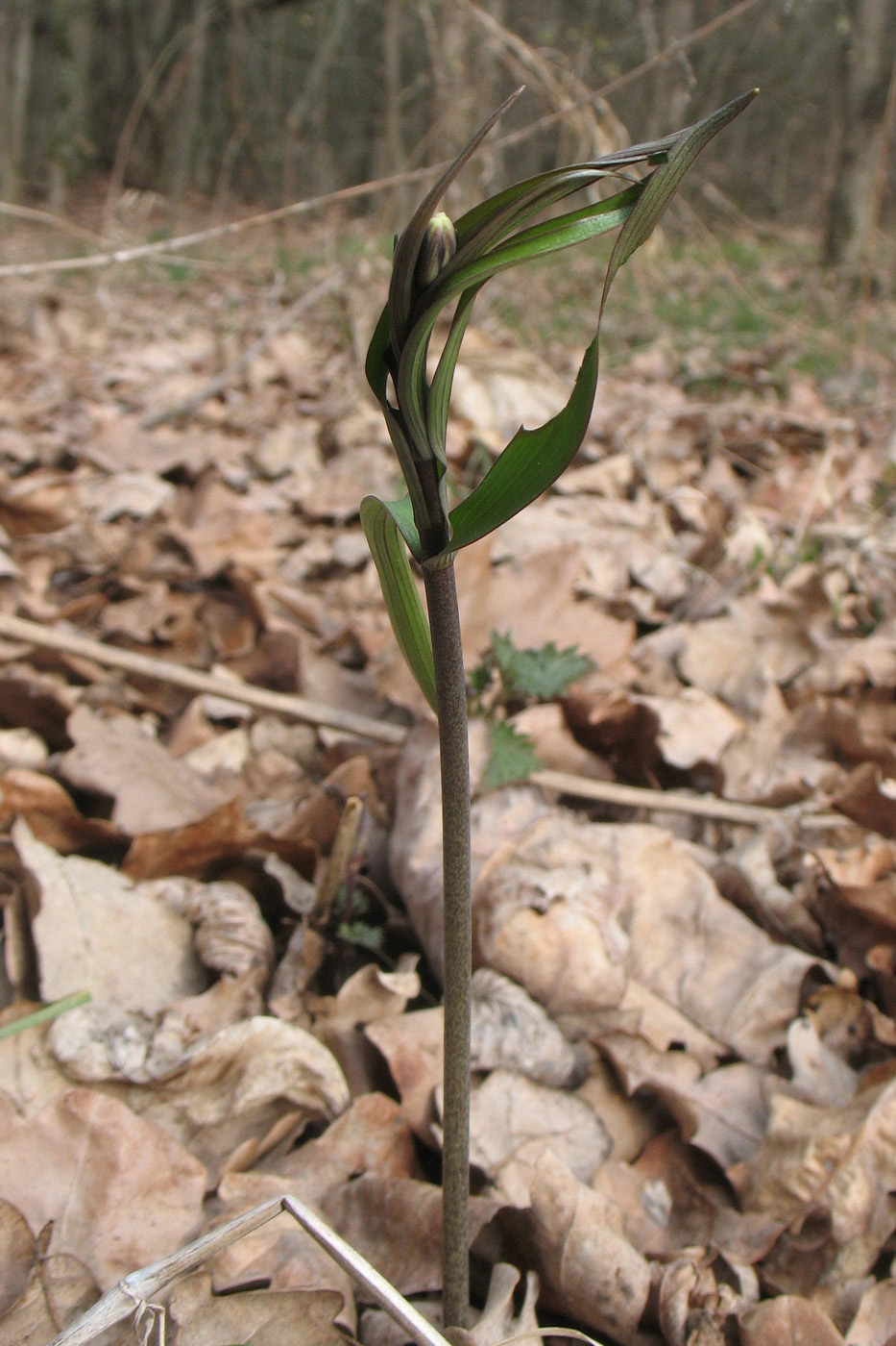 Image of Fritillaria ruthenica specimen.