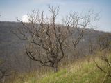 Pyrus caucasica. Цветущее растение. Краснодарский край, м/о г. Новороссийск, гора Рябкова, ≈ 500 м н.у.м., опушка грабинниково-скальнодубового леса на скалистом склоне. 19.04.2020.