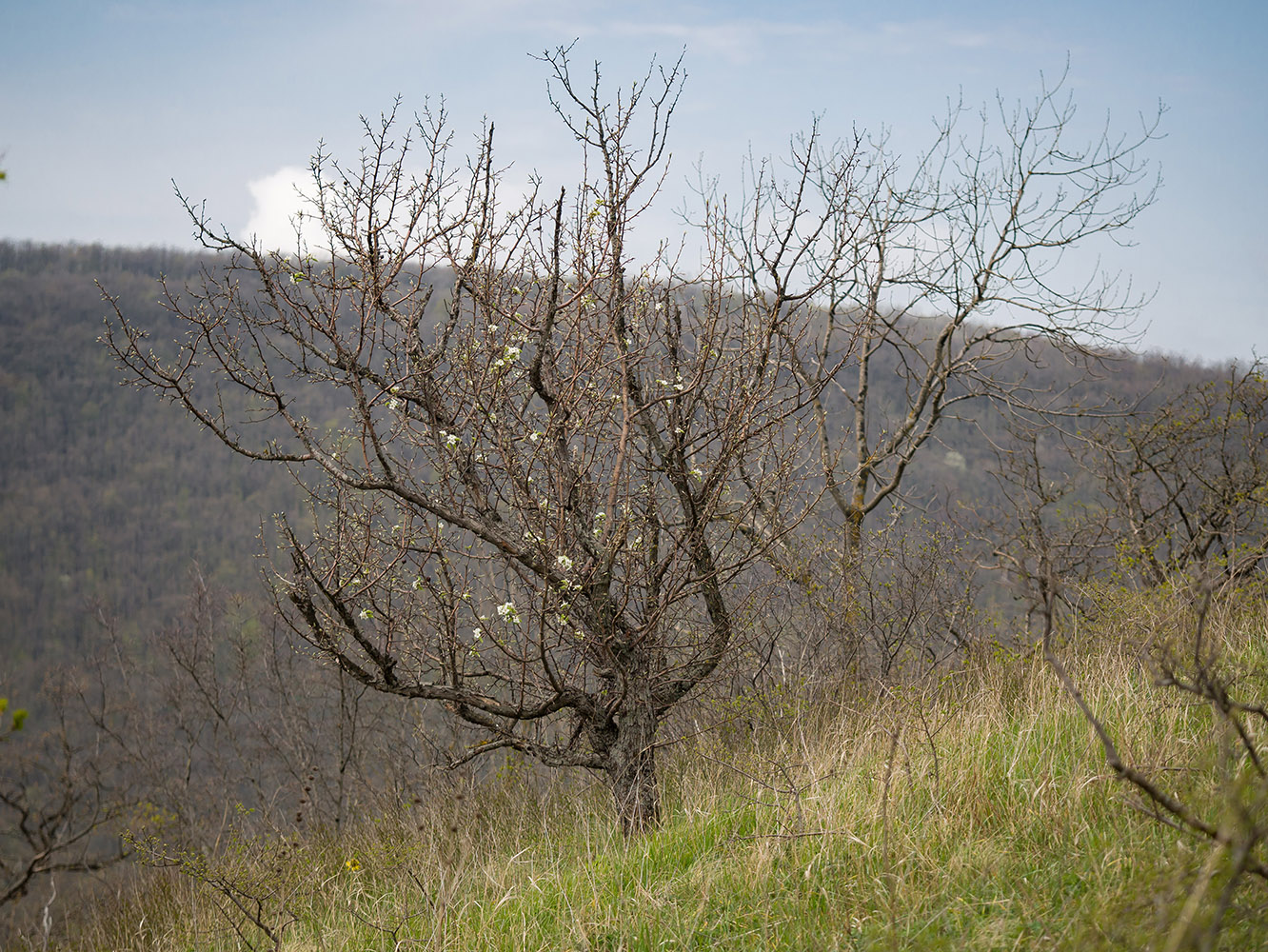 Image of Pyrus caucasica specimen.