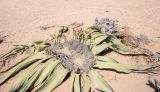 Welwitschia mirabilis