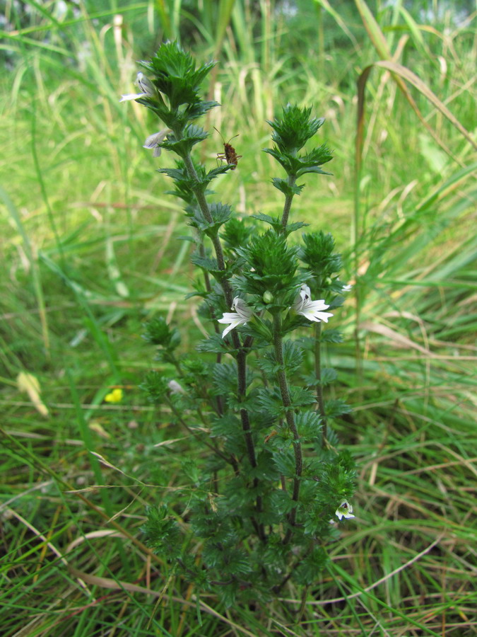 Изображение особи Euphrasia stricta.