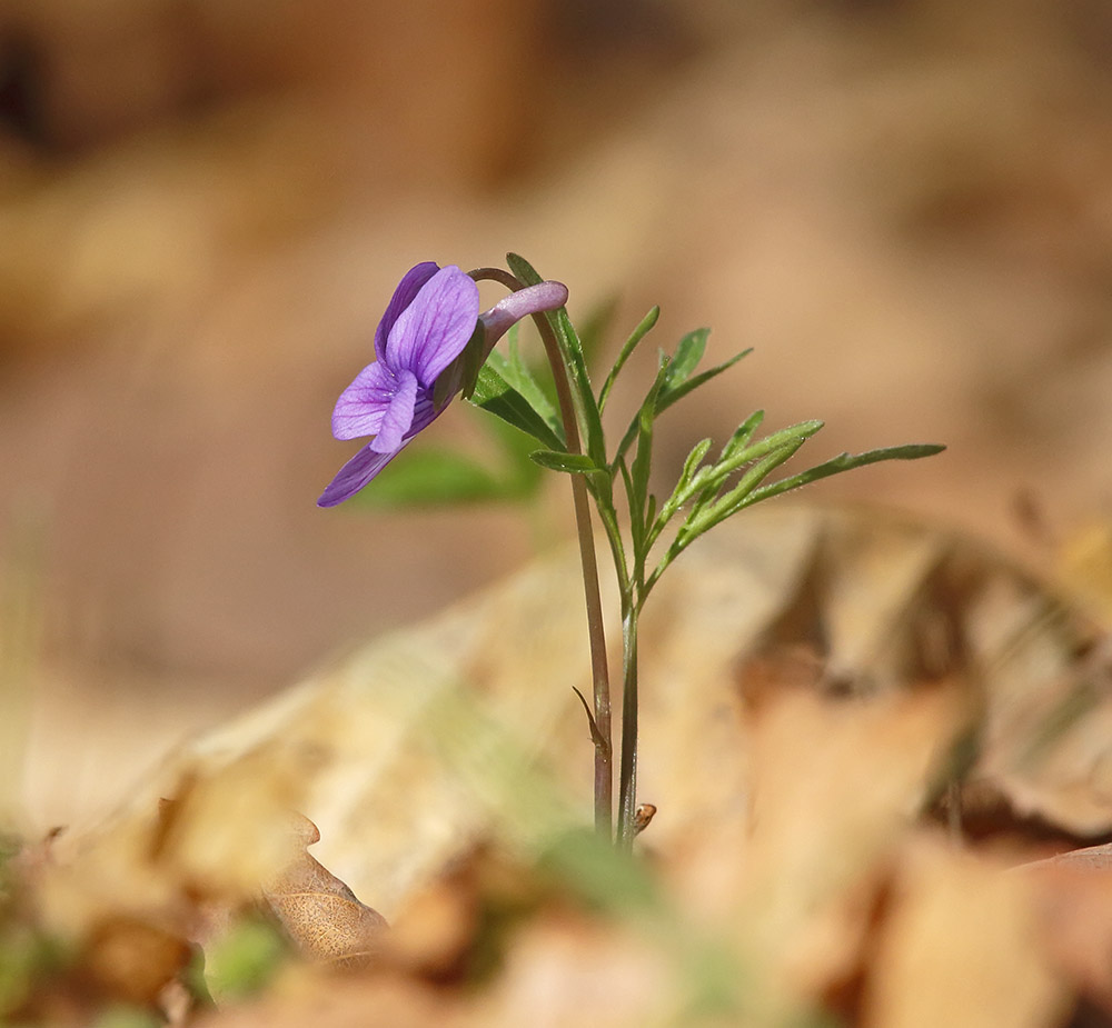 Image of Viola dissecta specimen.