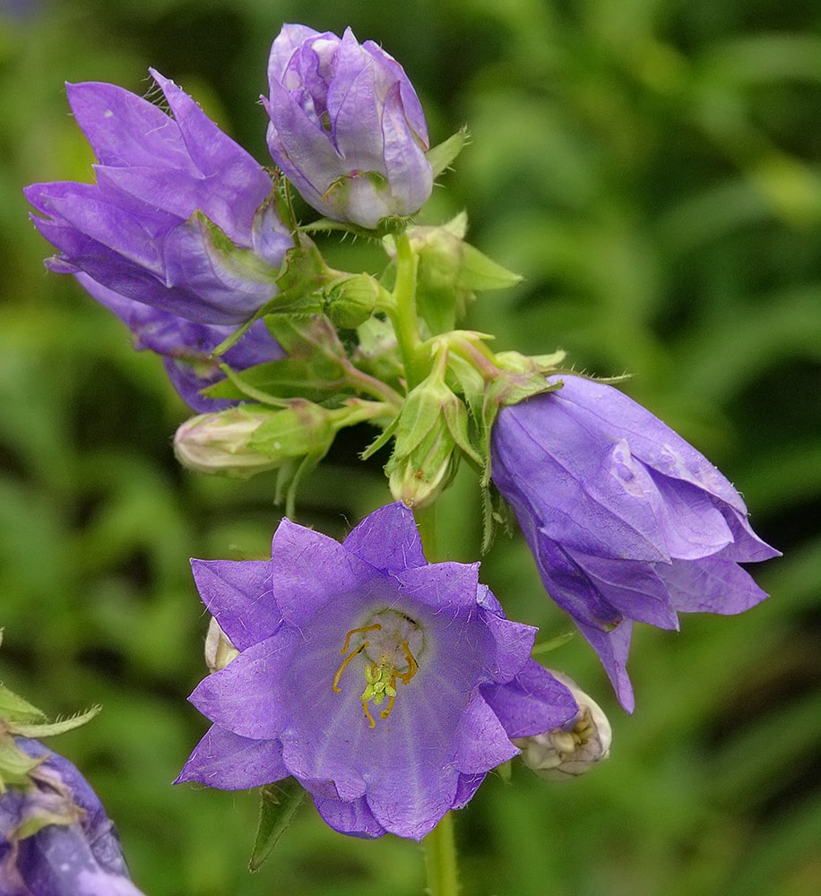 Image of Campanula trachelium specimen.