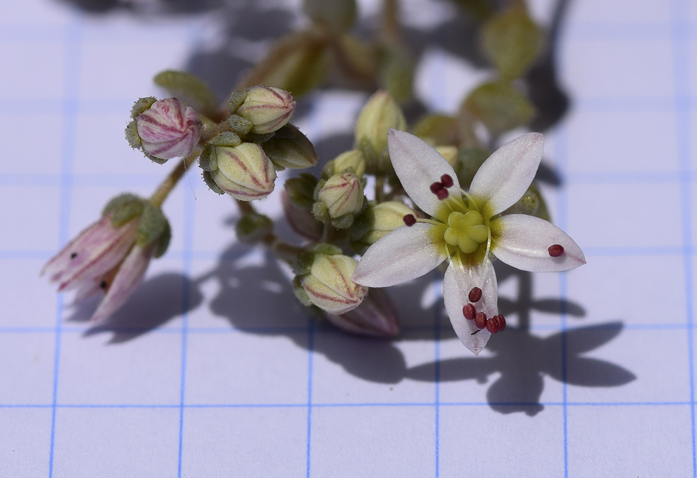 Image of Sedum dasyphyllum specimen.