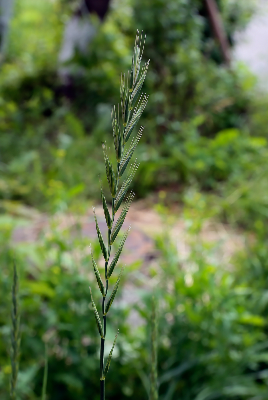 Image of Elytrigia repens specimen.