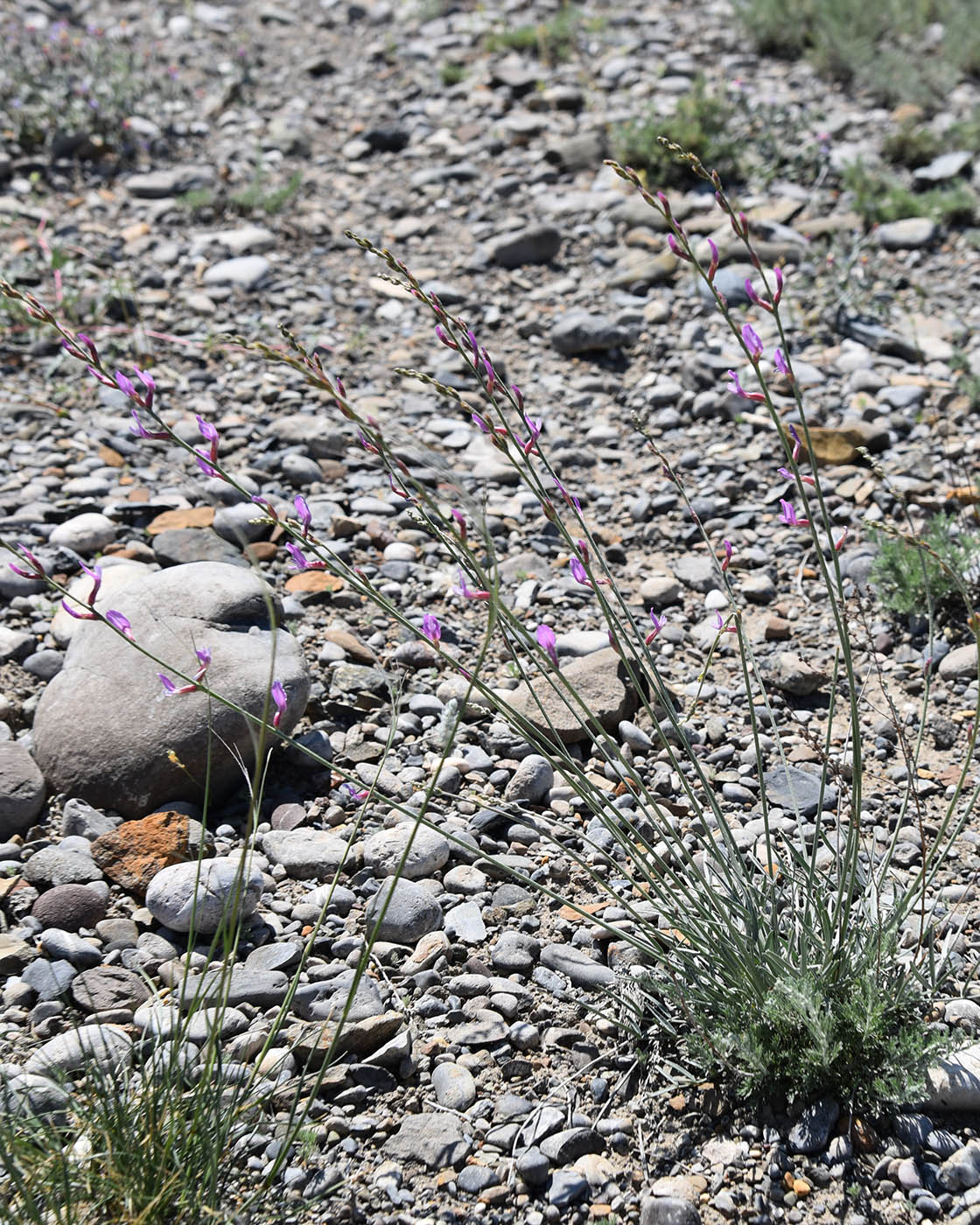 Image of Astragalus intarrensis specimen.