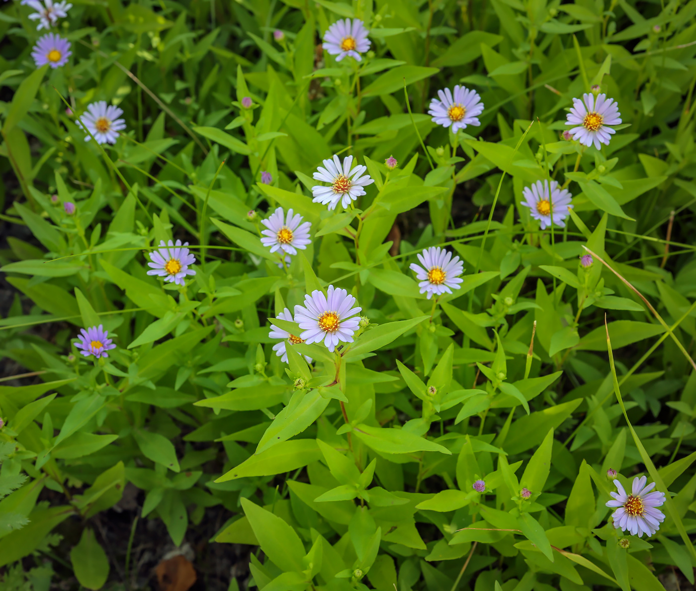 Image of genus Symphyotrichum specimen.