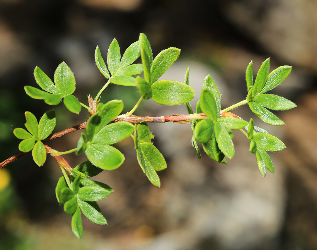 Image of Dasiphora fruticosa specimen.