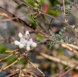 Coronilla viminalis. Часть веточки с соцветием. Испания, автономное сообщество Канарские о-ва, о-в Фуэртевентура, провинция Las Palmas, муниципалитет Pajara, пос. La Lajita, \"Оазис-Парк\", ботанический сад, reserva de plantas autocnonas. 08.06.2019.