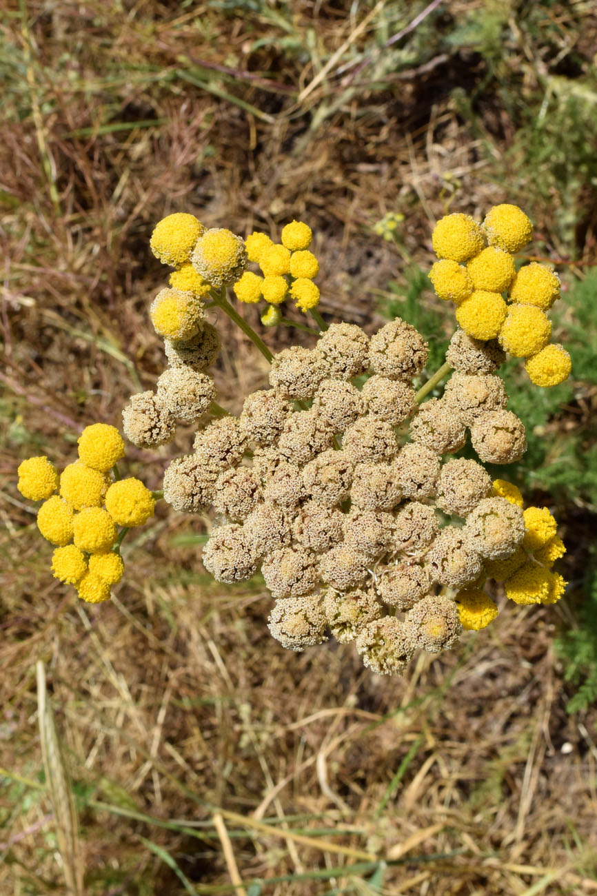 Image of Handelia trichophylla specimen.