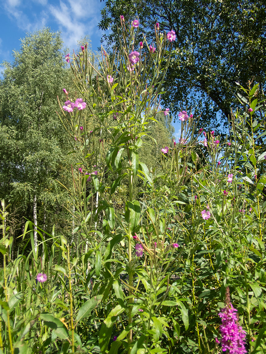 Изображение особи Epilobium hirsutum.