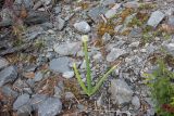 Allium altaicum