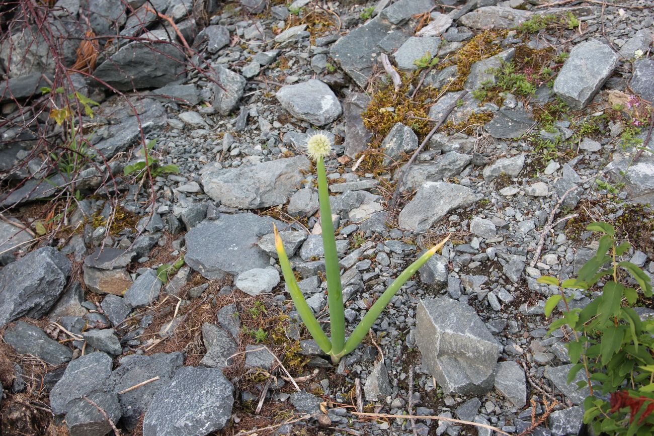 Изображение особи Allium altaicum.