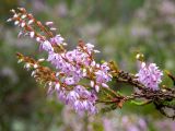 Calluna vulgaris. Верхушка цветущей веточки в каплях росы. Тверская обл., Кимрский р-н, окр. дер. Бурцево, поляна в сосновом бору. 01.08.2020.