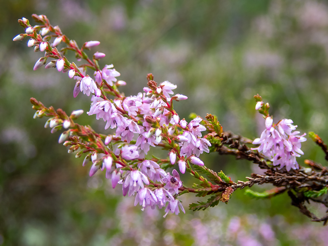 Image of Calluna vulgaris specimen.