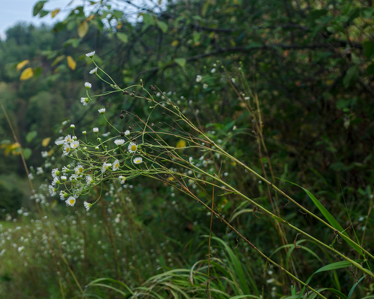 Image of Erigeron annuus specimen.