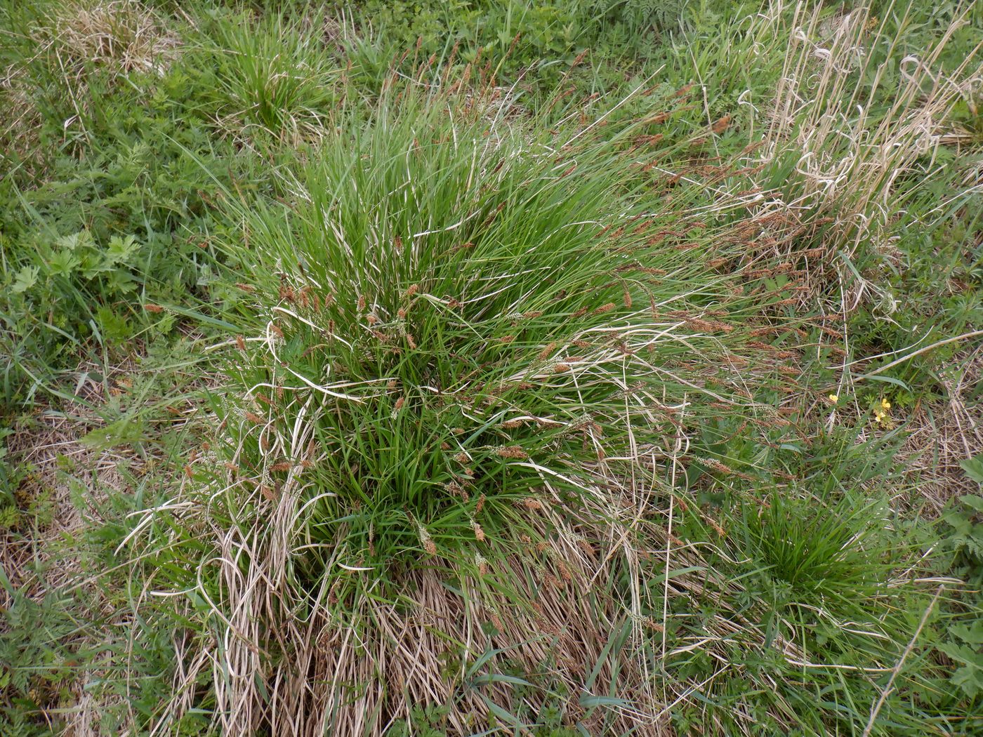 Изображение особи Carex cespitosa.