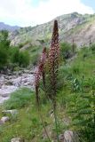 Eremurus regelii