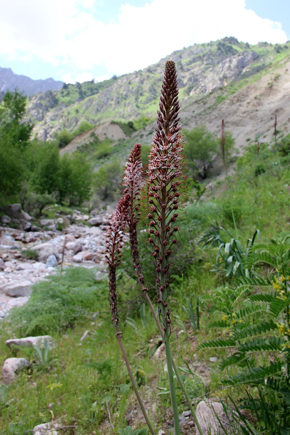 Изображение особи Eremurus regelii.