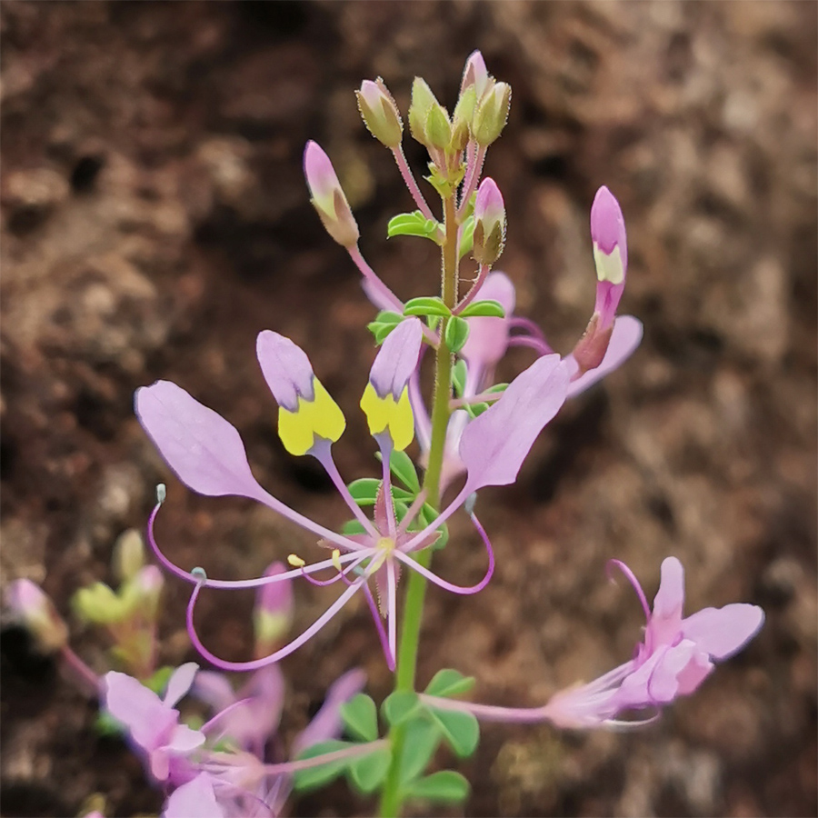 Image of Cleome maculata specimen.