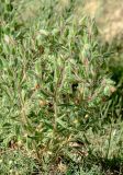 Onosma dichroantha