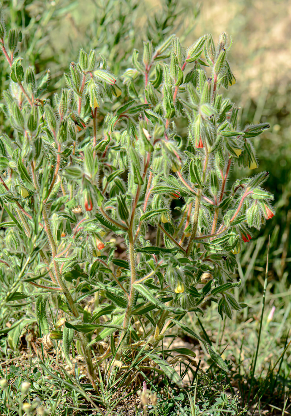 Image of Onosma dichroantha specimen.