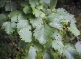 Alnus hirsuta
