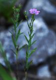 Linum stelleroides