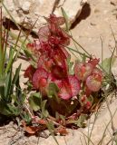 Rumex cyprius