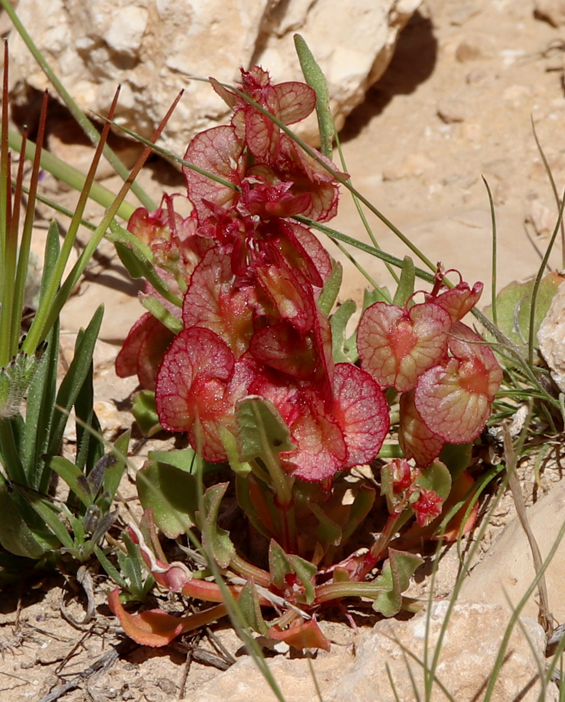 Image of Rumex cyprius specimen.