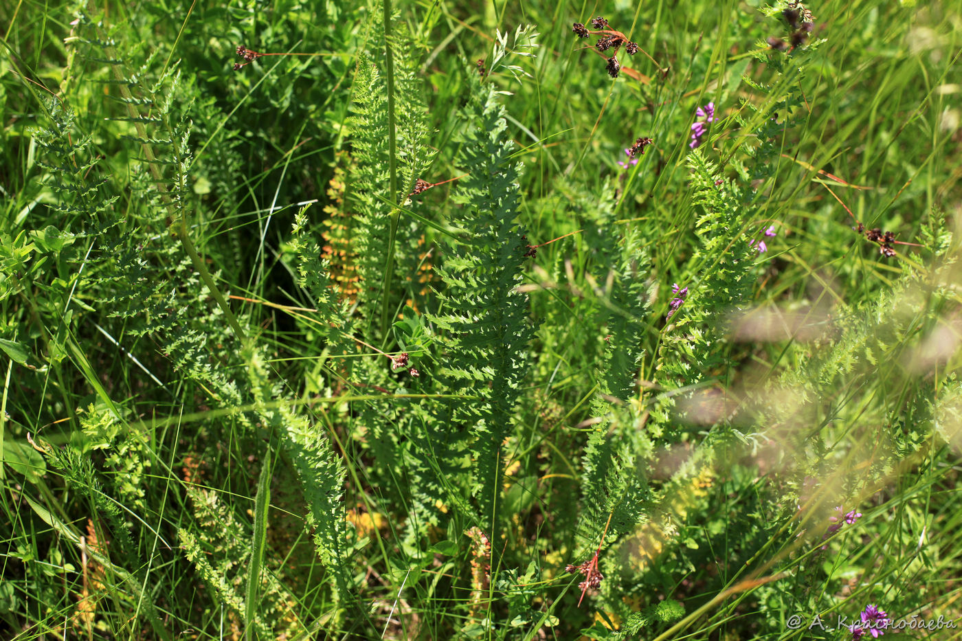 Image of Filipendula vulgaris specimen.