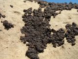 genus Acarospora. Колония талломов с апотециями. Южный Казахстан, западные отроги Киргизского хр., горы Ботамойнак в окр. г. Тараз, ≈ 950 м н.у.м., каменистый гребень, известняковый песчаник. 18 апреля 2019 г.