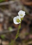 Minuartia arctica. Цветки. Красноярский край, г. Норильск, окр. р-на Талнах, на склоне горы. 11.07.2020.