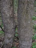 Acer campestre. Срастающиеся стволы взрослого дерева. Краснодарский край, Абинский р-н, ст-ца Холмская, приречный лес. 15.04.2020.