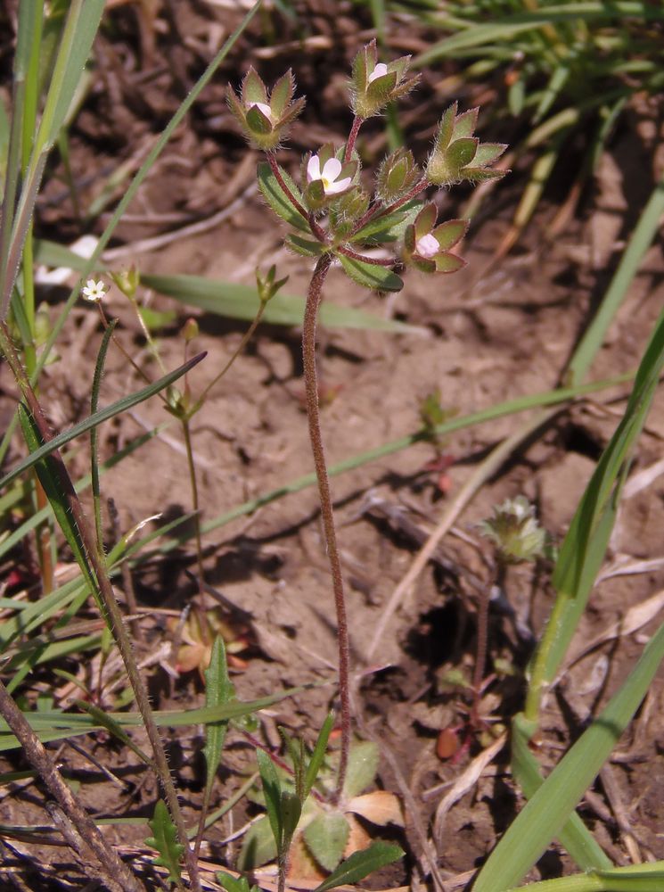 Image of Androsace maxima specimen.