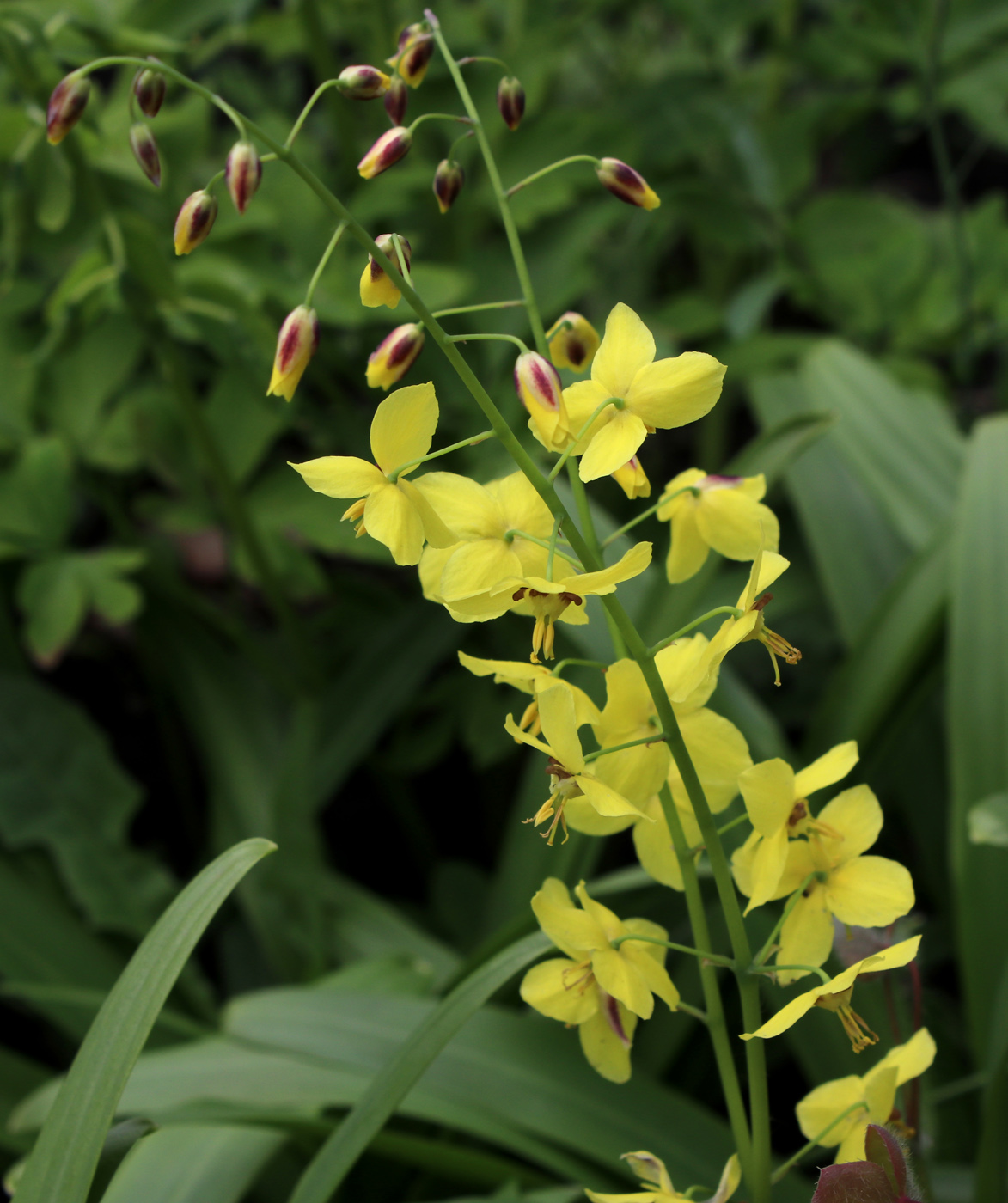 Image of Epimedium colchicum specimen.