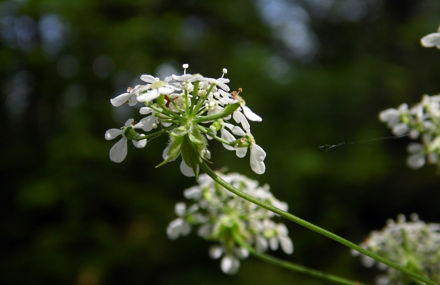 Image of Anthriscus sylvestris specimen.