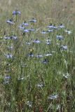 Nigella damascena