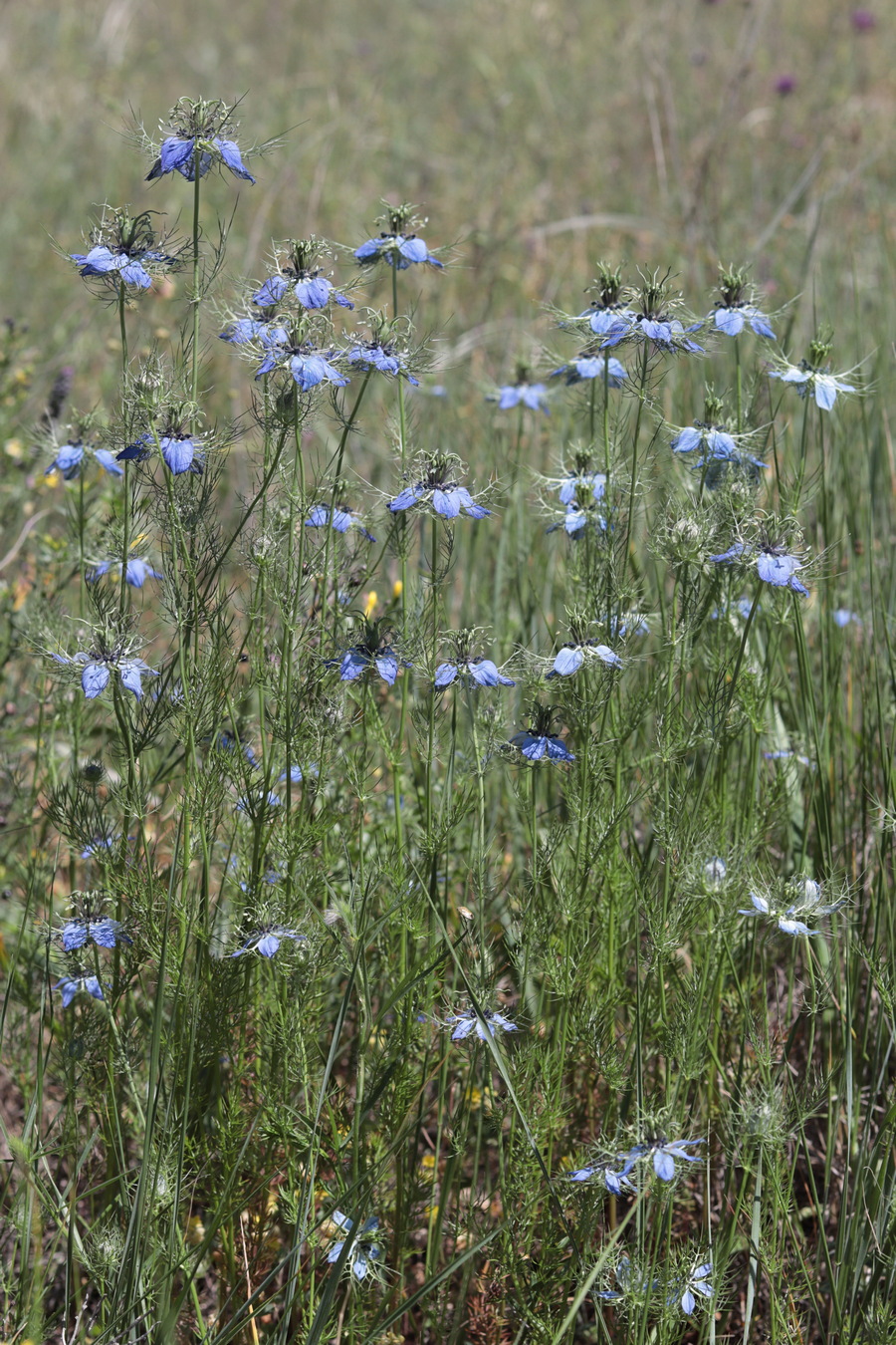 Изображение особи Nigella damascena.