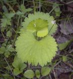 Ranunculus cassubicus