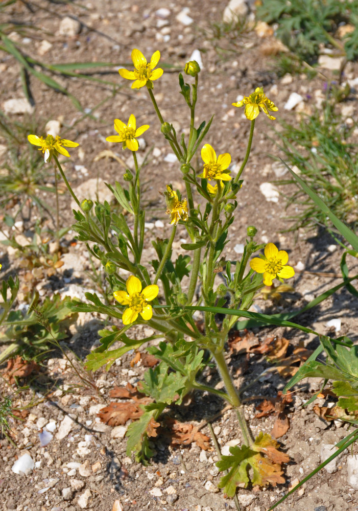 Изображение особи Ranunculus oxyspermus.