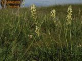 Oxytropis hippolyti