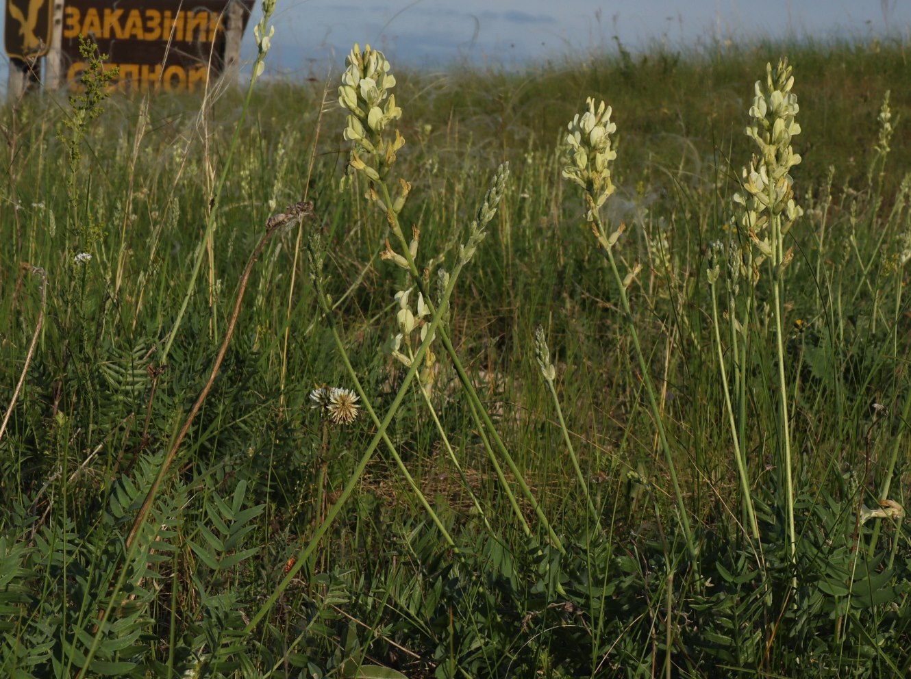 Image of Oxytropis hippolyti specimen.