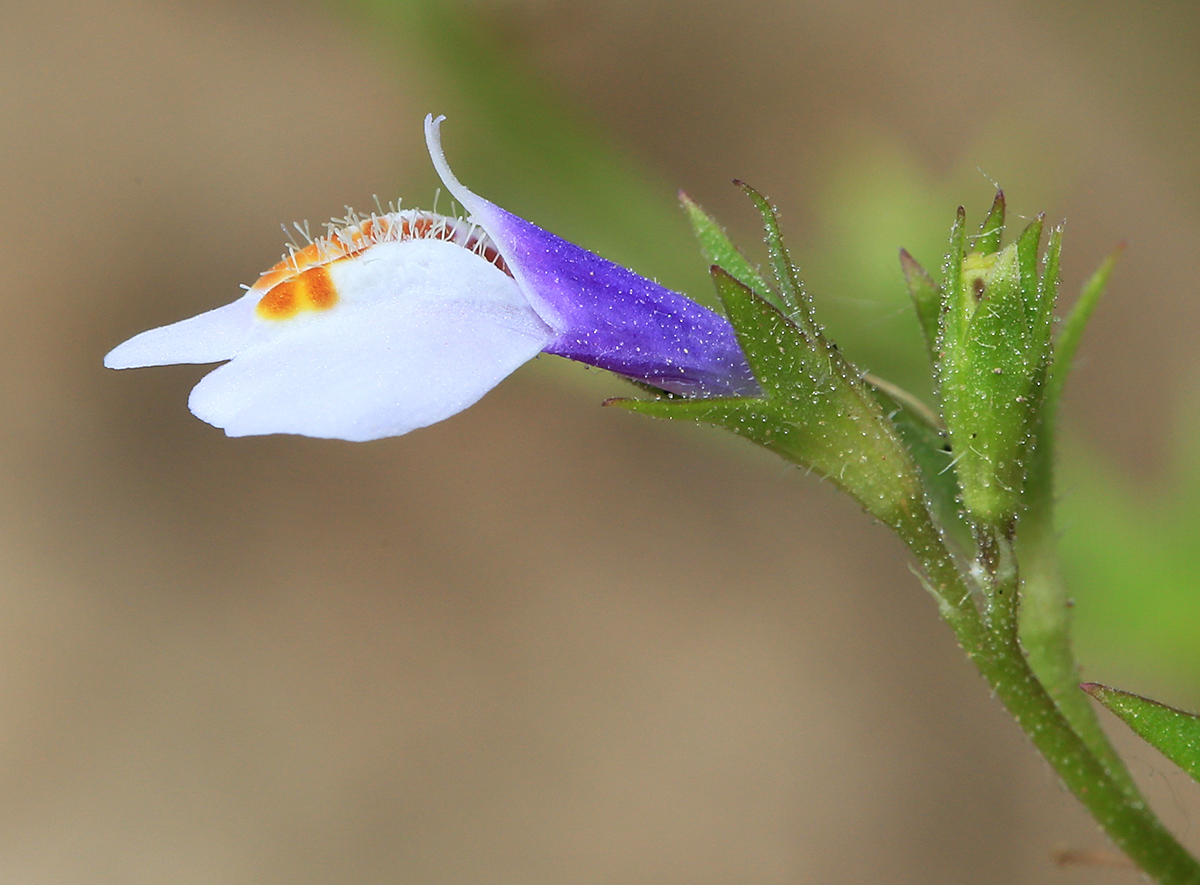 Image of Mazus stachydifolius specimen.