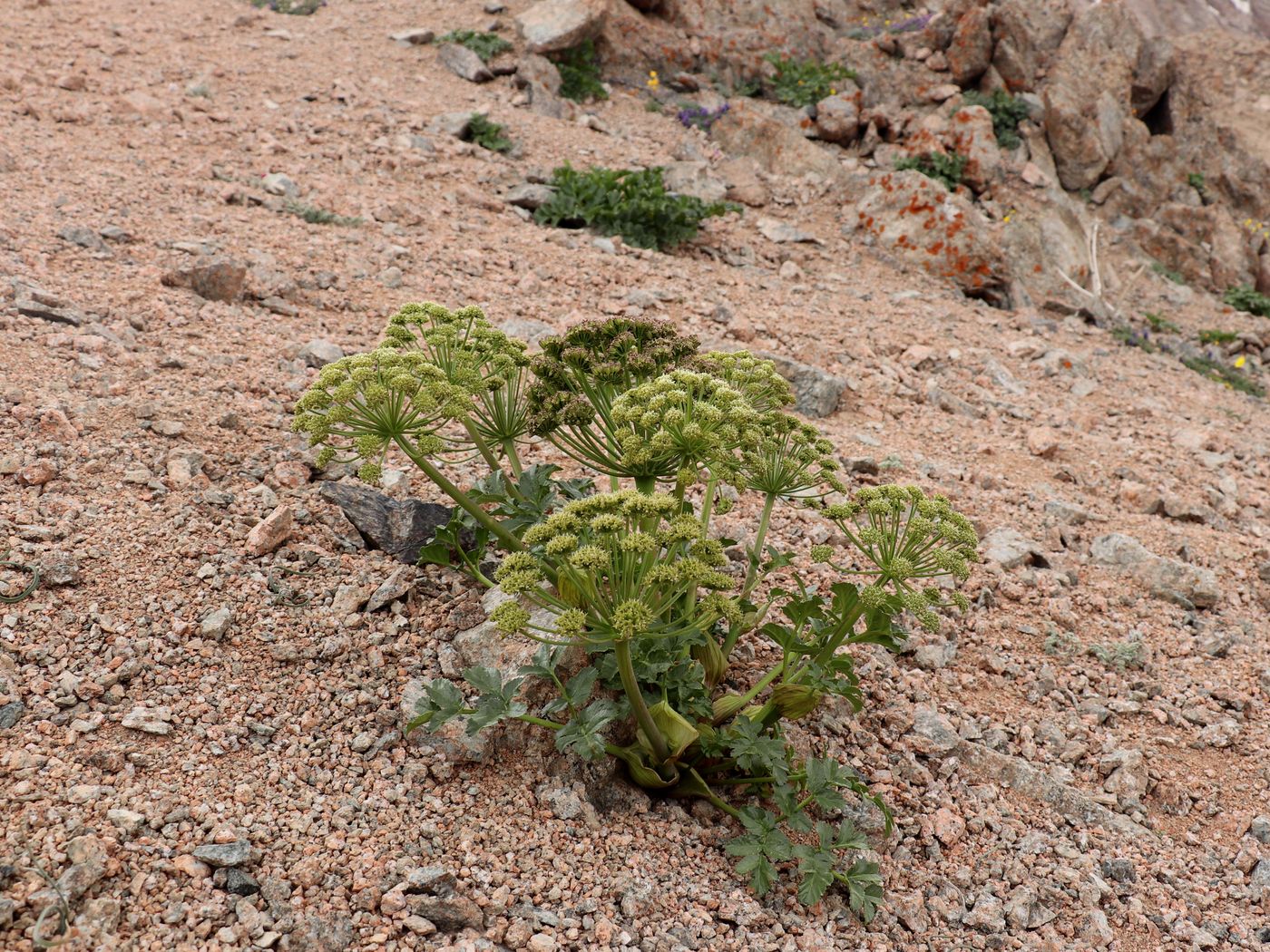 Image of Archangelica brevicaulis specimen.